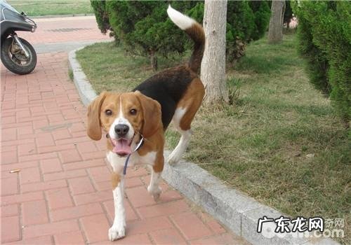 犬隐睾症的防止关键点