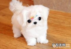 犬的血形有什么