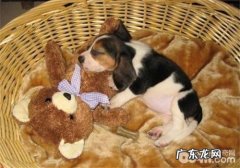 犬隐睾症的医治标准