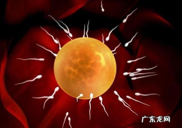 备孕很久怀不上是因为什么-如何提高怀孕概率