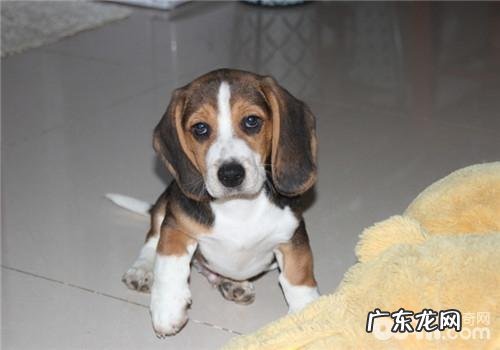 犬尿路结石的治疗方法