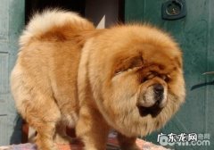 犬十二指肠摘除术