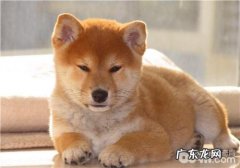 犬尿路结石的确诊与病症