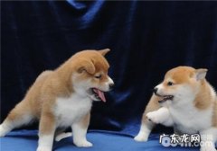 犬膀胱结石的医治标准