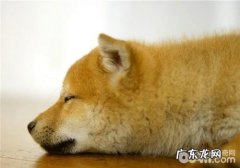 犬膀胱结石的分辨方式