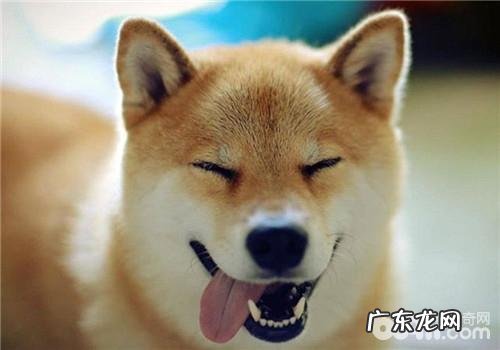 犬膀胱结石的临床表现