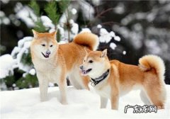 犬膀光结石的病因剖析