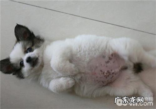 小狗消化不好的预防方式