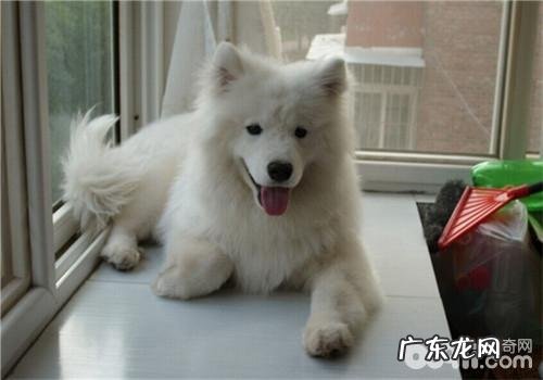 犬消化不好的病症分析