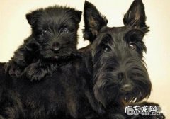 犬第三眼睑增长手术后有什么危害