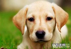 怎样治疗犬肥厚性骨缺乏营养