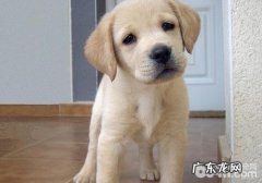 肥厚性骨缺乏营养的犬有什么病症