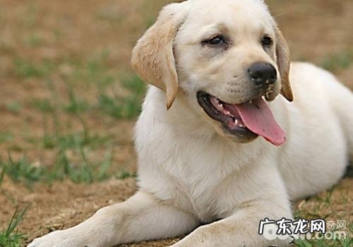 犬肥厚性骨缺乏营养的发病原因有什么