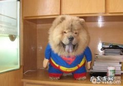 怎样治疗犬食管虫病