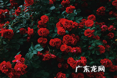 抖音团长和淘宝团长区别是什么？什么是淘宝招商团长？