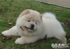 犬食管虫病是怎样产生的