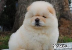 小狗得旋毛虫病该怎么办