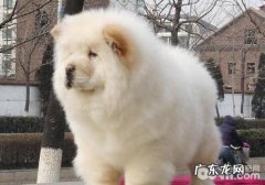 旋毛虫病会引起小狗什么症状