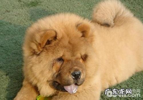 犬旋毛虫病的病发要素有什么