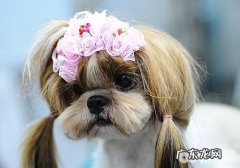 如何治疗犬前列腺炎症