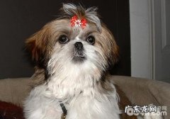 前列腺炎症会造成小狗哪些症状