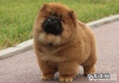 得食管虫病的犬有哪些症状