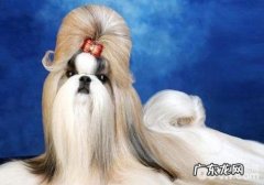 造成犬前列腺炎症的缘故有什么