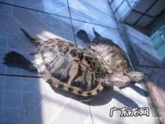 小巴西龟吃什么食物 小巴西龟吃什么