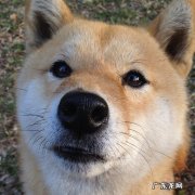 怎么减掉腰部两侧脂肪和第78块腹肌怎么练？