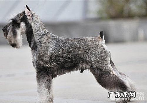 造成化学纤维软骨组织血栓形成脊髓病的缘故有什么