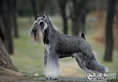 犬非炎性乙状结肠性拉肚子的发病原因是啥