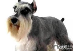 小狗锌中毒该怎么办