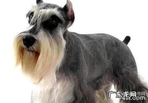 小狗锌中毒该怎么办