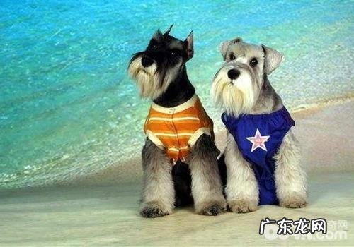 小狗锌中毒有哪些症状