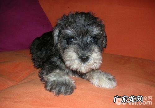 怎么治疗免疫系统介导性血小板低症