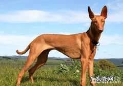 犬免疫系统介导性血小板低症有什么病症
