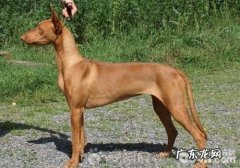 犬免疫系统介导性血小板低症的发病原因是啥