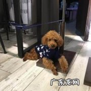 泰迪狗怎么训练上厕所视频 小泰迪怎么训练上厕所