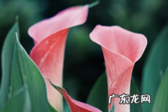 拼多多怎么做推广更有效？有哪些技巧？