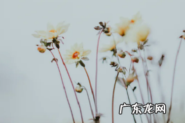 拼多多拼小圈在哪？有什么用？