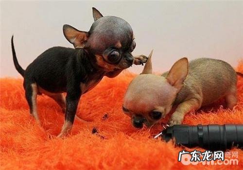 犬朱古力中毒了的医治标准