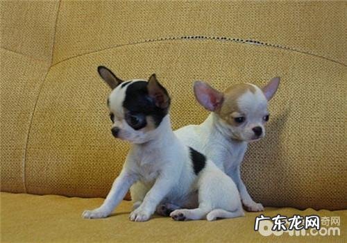 犬朱古力中毒了的发病原因及确诊