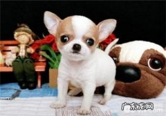 犬朱古力中毒了的临床表现