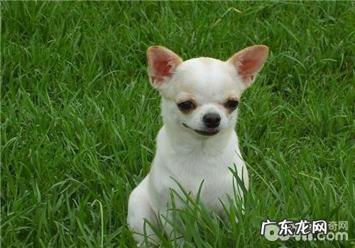 犬食用盐中毒了的治疗方法