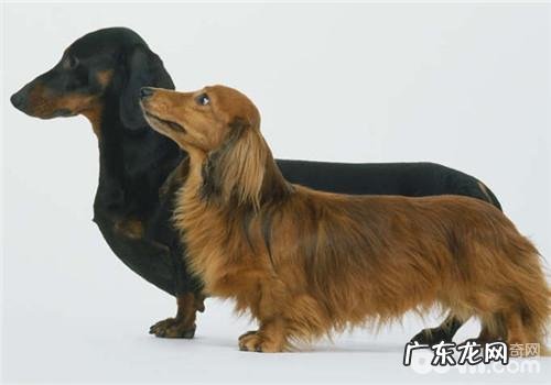 犬食用盐中毒了的病发原理