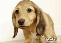 如何预防小狗得了恐手症