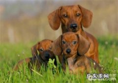 什么叫犬的恐手症