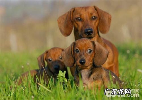 什么叫犬的恐手症