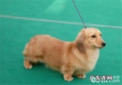 犬漫性胃炎的症状及医治