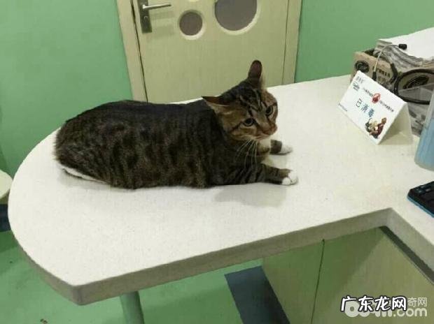 究竟如何辨别好的宠物诊所